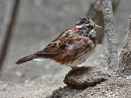 Image result for Emberiza rustica