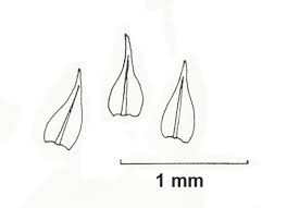 Attēlu rezultāti vaicājumam “Pseudoleskeella nervosa”