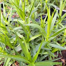 Attēlu rezultāti vaicājumam “Achillea ptarmica leaf”
