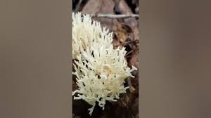 Attēlu rezultāti vaicājumam “Ramariopsis kunzei”