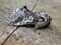 Attēlu rezultāti vaicājumam “Diloba caeruleocephala”