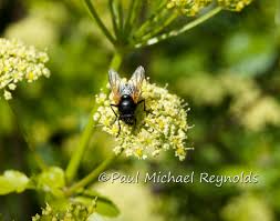 Attēlu rezultāti vaicājumam “Mesembrina meridiana”