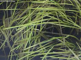 Attēlu rezultāti vaicājumam “Sparganium minimum fruit”