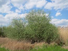 Attēlu rezultāti vaicājumam “Salix cinerea”