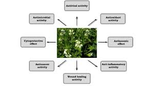 Attēlu rezultāti vaicājumam “Lamium album”
