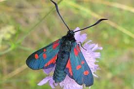 Attēlu rezultāti vaicājumam “Zygaena filipendulae”