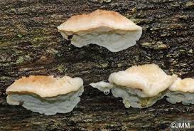 Attēlu rezultāti vaicājumam “Postia fragilis”