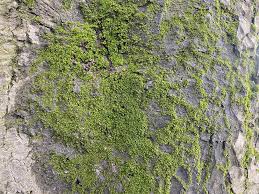 Attēlu rezultāti vaicājumam “Syntrichia latifolia”