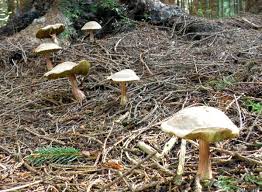 Attēlu rezultāti vaicājumam “Xerocomus chrysenteron”