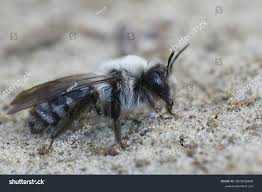 Attēlu rezultāti vaicājumam “Andrena vaga”