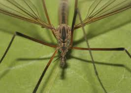 Attēlu rezultāti vaicājumam “Lamprotettix nitidulus”