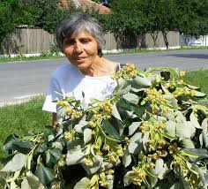 Attēlu rezultāti vaicājumam “Tilia tomentosa flower”