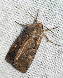 Attēlu rezultāti vaicājumam “Lacanobia suasa”