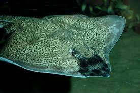 Image result for Raja clavata