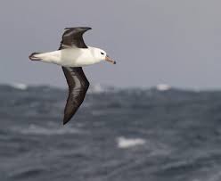 Image result for Thalassarche melanophris