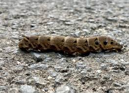 Attēlu rezultāti vaicājumam “Deilephila elpenor imago”