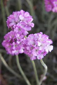 Attēlu rezultāti vaicājumam “Armeria vulgaris leaf”