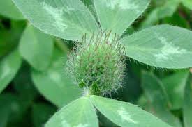 Attēlu rezultāti vaicājumam “Trifolium pratense leaf”