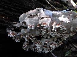 Attēlu rezultāti vaicājumam “Agathomyia wankowiczii”