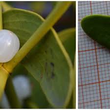 Attēlu rezultāti vaicājumam “Viscum album fruit”