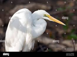 Attēlu rezultāti vaicājumam “Egretta alba”