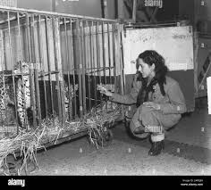 Afbeeldingsresultaat voor panters