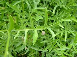 Attēlu rezultāti vaicājumam “Centaurea scabiosa flower”