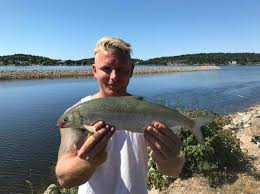 Image result for Coregonus oxyrinchus