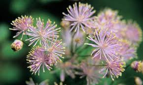 Attēlu rezultāti vaicājumam “Thalictrum aquilegifolium leaf”