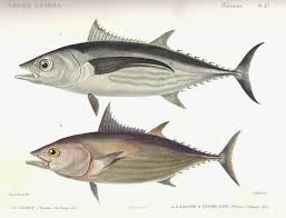 Image result for Thunnus alalunga