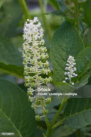 Attēlu rezultāti vaicājumam “Phytolacca acinosa flower”