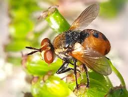 Attēlu rezultāti vaicājumam “Gymnosoma sp.”
