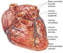 del corazón de izquierda a