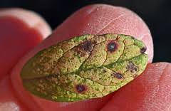 Attēlu rezultāti vaicājumam “Mycosphaerella millegrana”