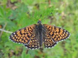 Attēlu rezultāti vaicājumam “Melitaea cinxia upperside”