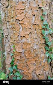 Attēlu rezultāti vaicājumam “Trentepohlia sp.”