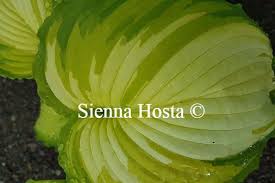 Image result for Hosta Warpaint