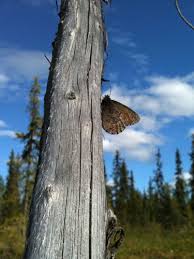 Attēlu rezultāti vaicājumam “Oeneis jutta”