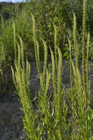 Image result for Reseda luteola
