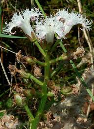 Attēlu rezultāti vaicājumam “Menyanthes trifoliata fruit”