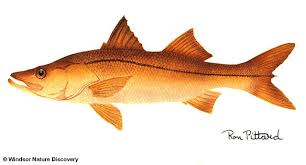 Image result for Centropomus undecimalis