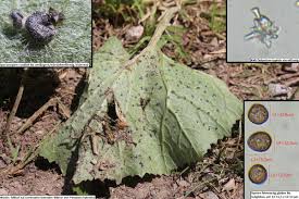 Attēlu rezultāti vaicājumam “Didymium tussilaginis”