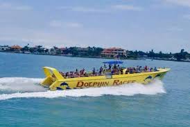 Image result for Adventure Dolphin