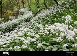 Attēlu rezultāti vaicājumam “Allium ursinum flower”