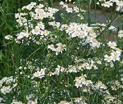 Attēlu rezultāti vaicājumam “Achillea ptarmica leaf”