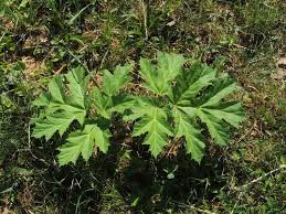 Attēlu rezultāti vaicājumam “Heracleum sphondylium subsp. sibiricum leaf”