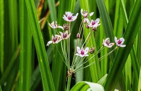 Attēlu rezultāti vaicājumam “Butomus umbellatus fruit”