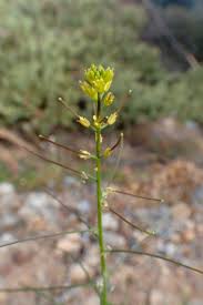 Attēlu rezultāti vaicājumam “Sisymbrium volgense”