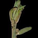 Attēlu rezultāti vaicājumam “Juglans mandshurica female flower”