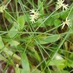 Attēlu rezultāti vaicājumam “Carex echinata”